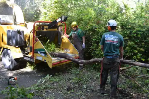 tree services Ripley